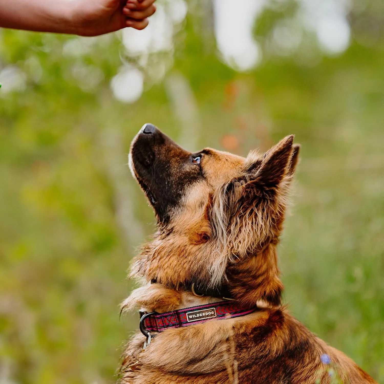 Wilderdog Ultralight Collar Series for Dogs - Medium - Daybreak