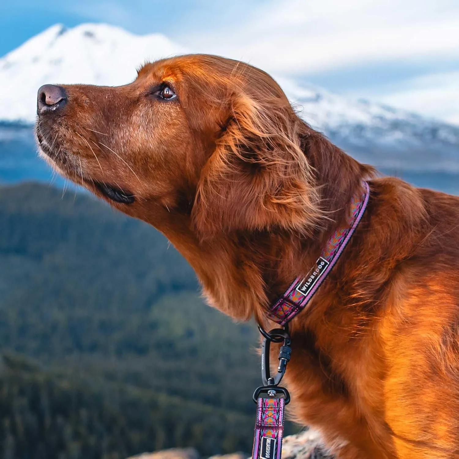 Wilderdog Ultralight Collar Series for Dogs - Medium - Daybreak
